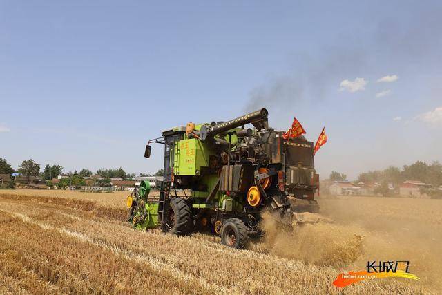 在河南省长葛市古桥镇菜王村的一块麦田里,联合收割机正在抢收小麦.