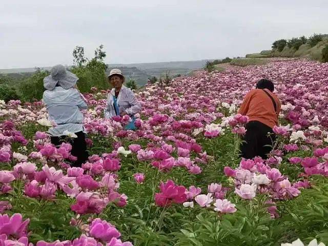 每日一景丨芍药花海惹人醉