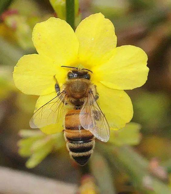 小蜜蜂采蜜忙高清照美极了