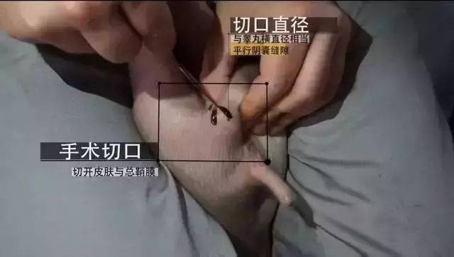 1,固定仔猪:在德国操作优先使用阉割架,也可根据熟练程度和人员选择