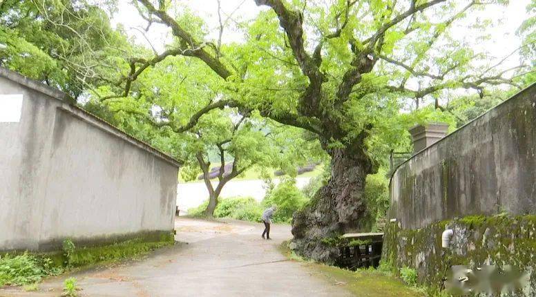 【阿拉来帮侬】百年古树"生病"牵动众人心