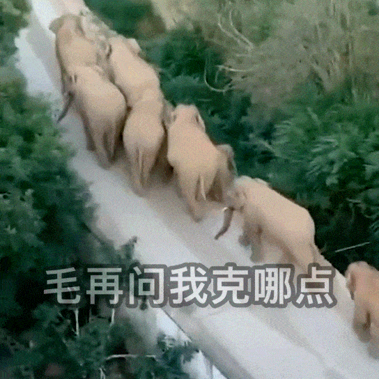 大象表情包上线!你能认出哪些出自玉溪吗?_象象