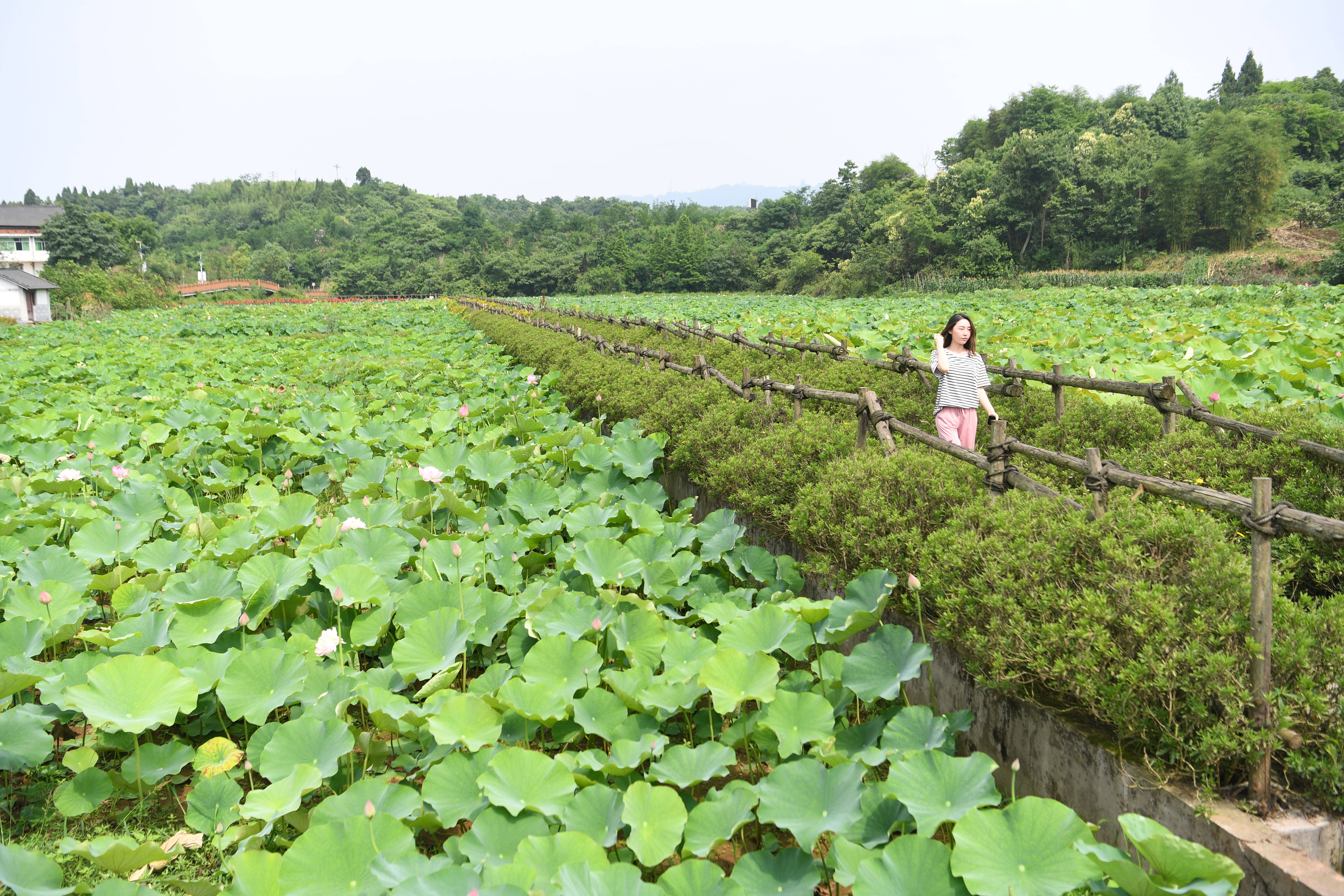 重庆铜梁:打造田园美景 推动乡村振兴