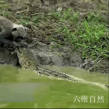一只灰叶猴被泽鳄咬住手臂,可猴子也反咬鳄鱼鼻子,最后结果未明