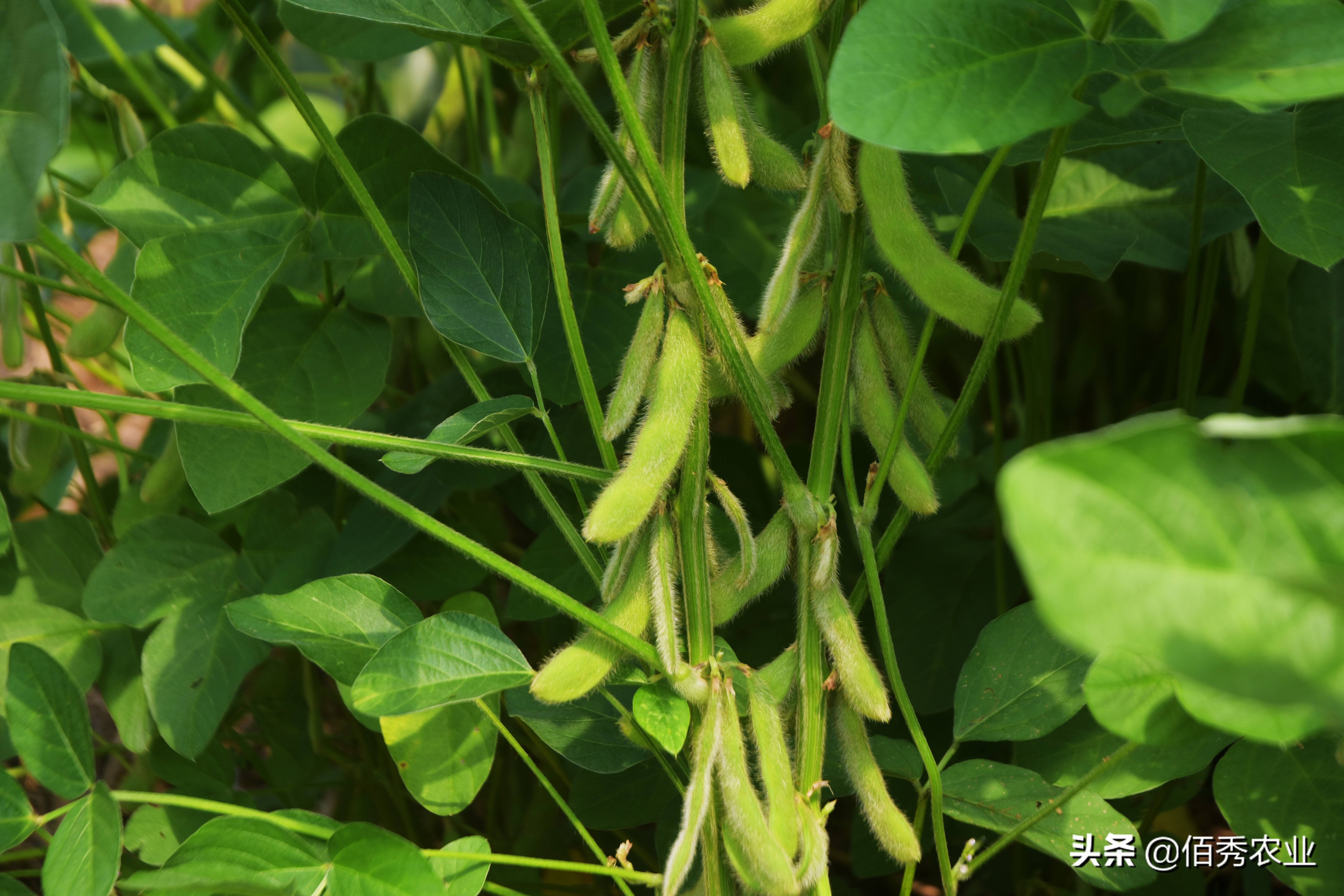 种植大豆啥时候播种最好农业专家教你怎样种出高产大豆