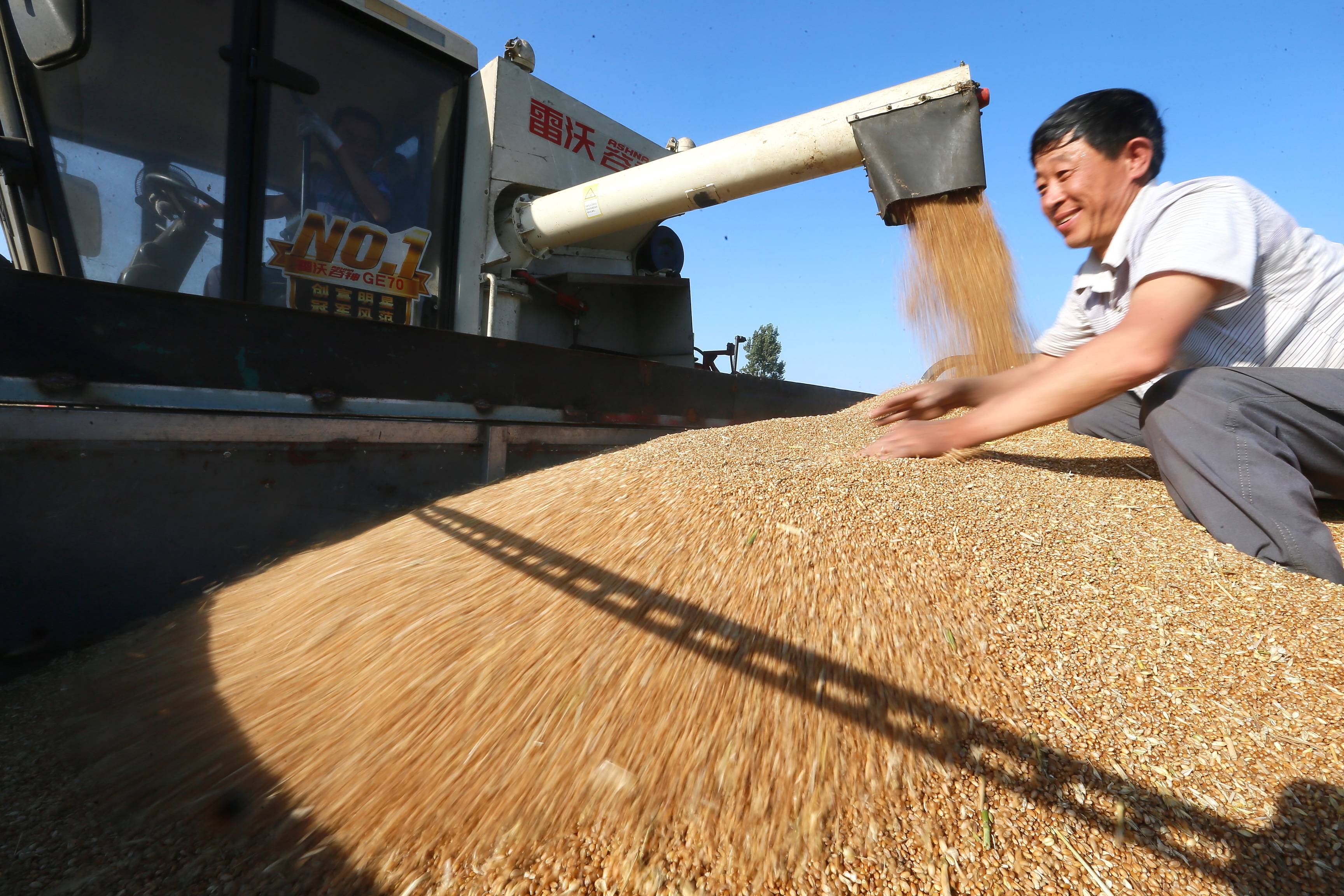 6月20日,山东省青岛市即墨区段泊岚镇姜家坡村的农民在麦田内收获小麦