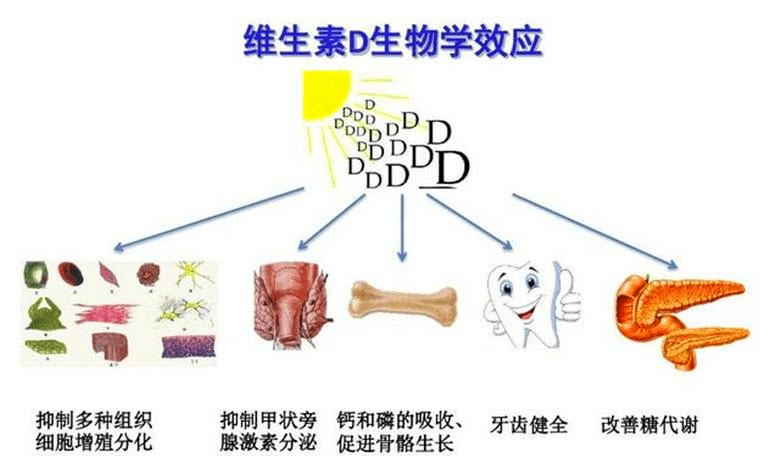 维生素d的个人简介