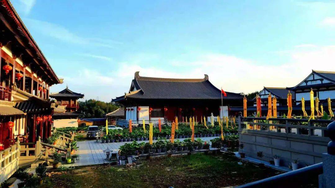 千古罕见天台山护国寺内惊现8株并蒂莲更有一株三胞胎