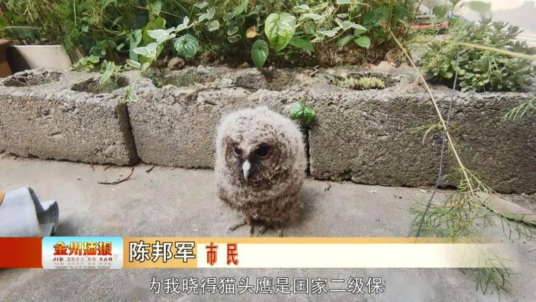 前方高萌!猫头鹰幼崽误入市民家中"卖萌"