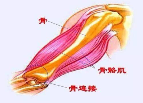 运动解剖,动作分析理论_肌肉