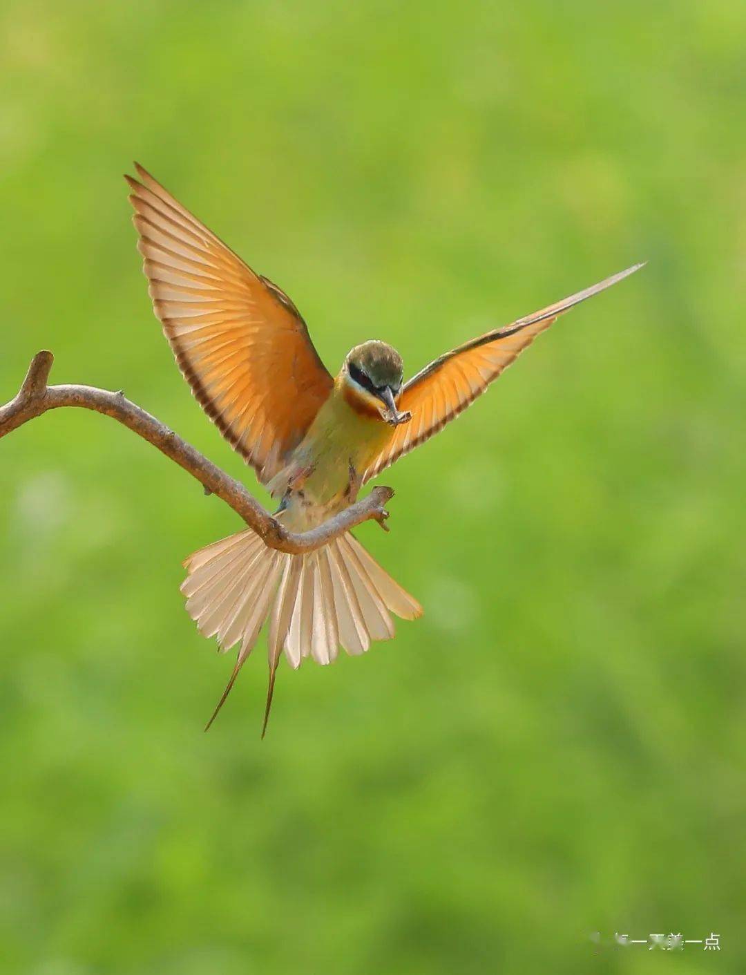 栗喉蜂虎 | 中国最美丽的鸟