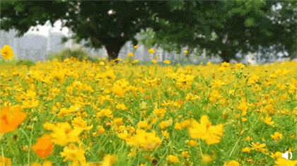福州 春天的油菜花,马鞭草,蜀葵 夏日的硫华菊,金鸡菊 秋天的向日葵