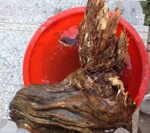 枯死的烂树根一经打磨,竟变成了一个蟒蛇头!