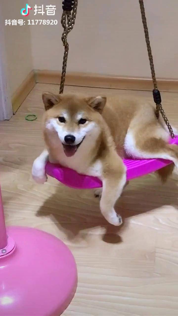 我感觉这个背景音乐挺适合柴犬萌宠拜个抖音年