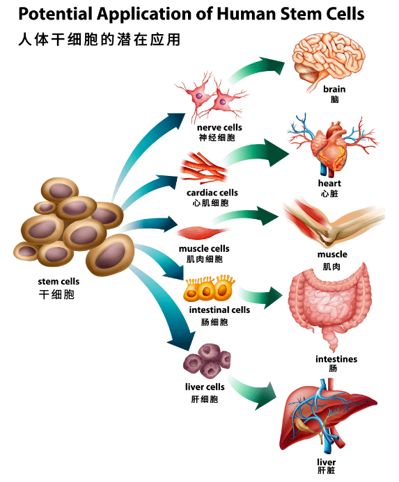 干细胞造"心,助力器官再生