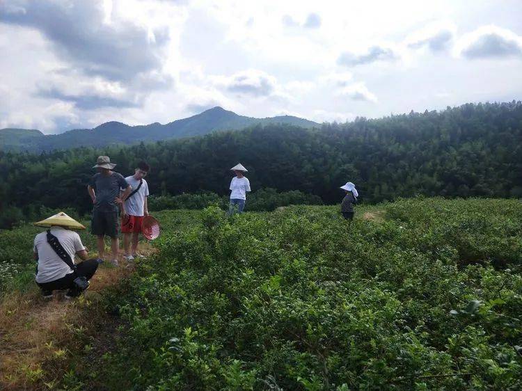 寻茶记——沅陵莓茶基地