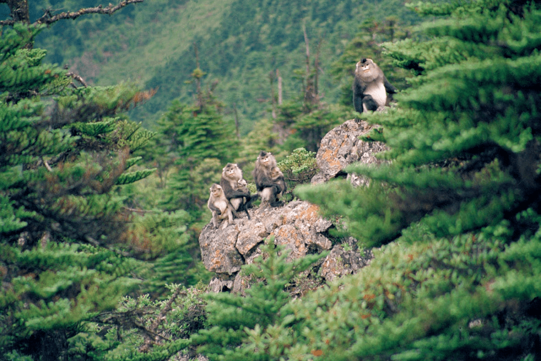 阅读| 范晔:王蕾的《守山》与转山
