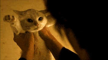 疯狂亲猫100000下猫会怎样