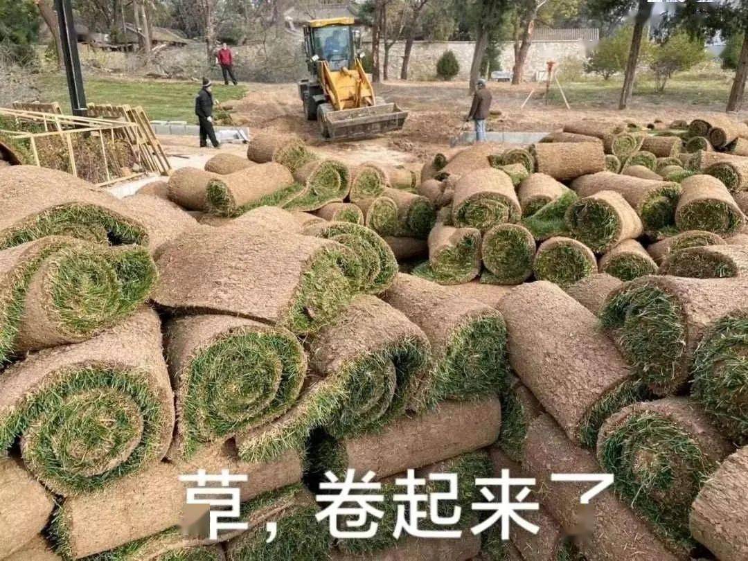 草卷起来了