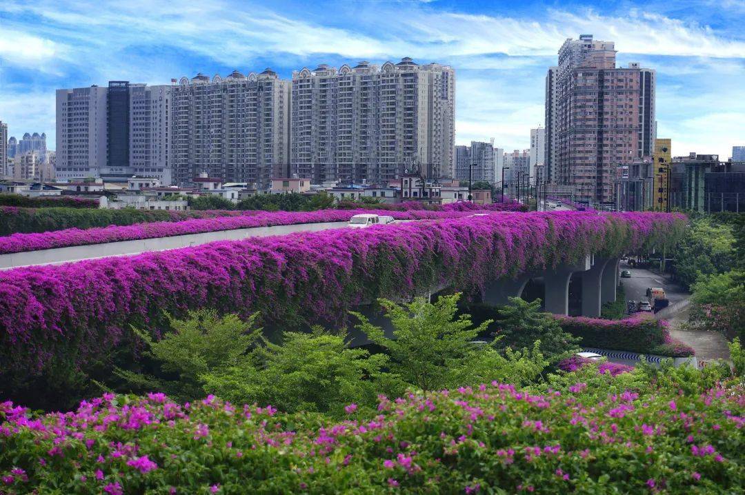 广州七百里空中花廊,"彩装"喜迎建党百年