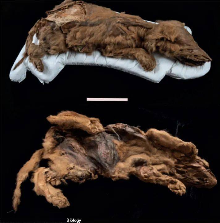 24000年前生物被复活北极远古病毒正在苏醒科学家给人类敲响了警钟