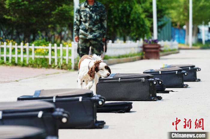 模拟实战场地 哈尔滨警犬训练基地酷暑练犬忙