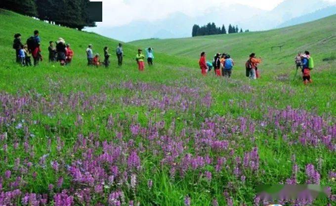 (费用aa)7月5日,6日乌鲁木齐南山哈西提草原赏山花烂漫捡蘑菇