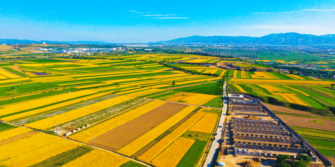 田野阡陌纵横,黄色成了这个季节的主色调.