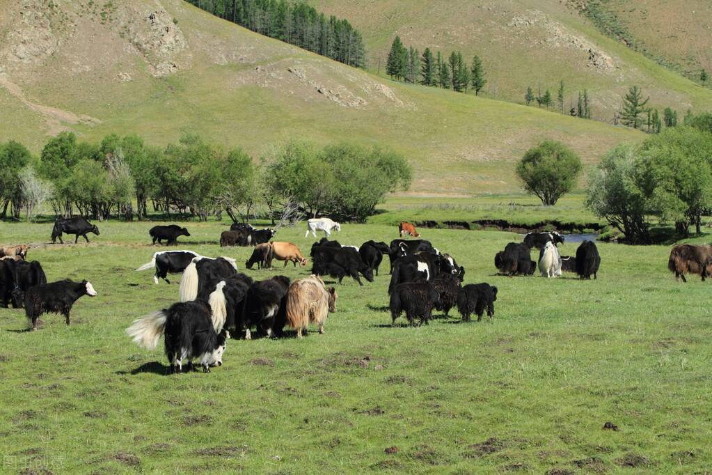 西藏农牧业生产向现代农牧业转变