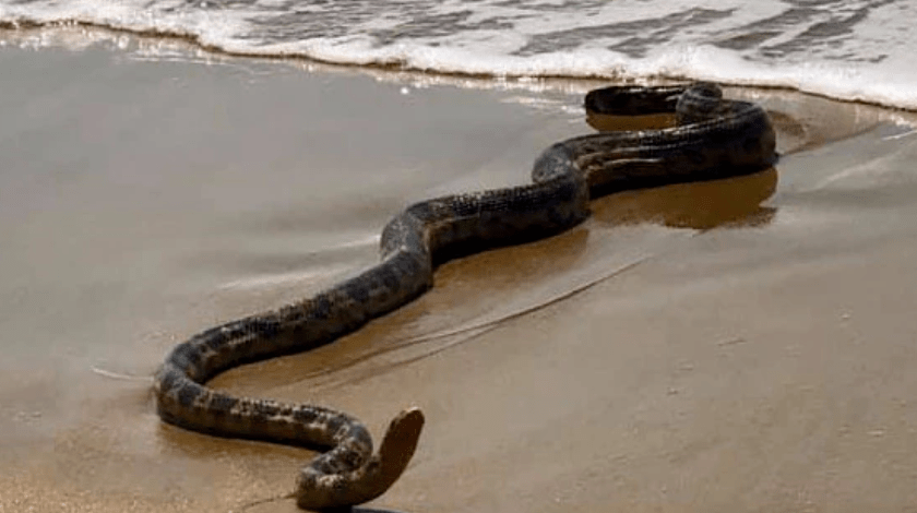 昆州巨型海蛇搁浅海滩引大量网友围观热议