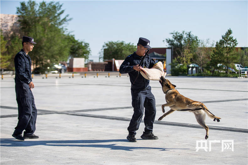 高温酷暑警犬练兵忙