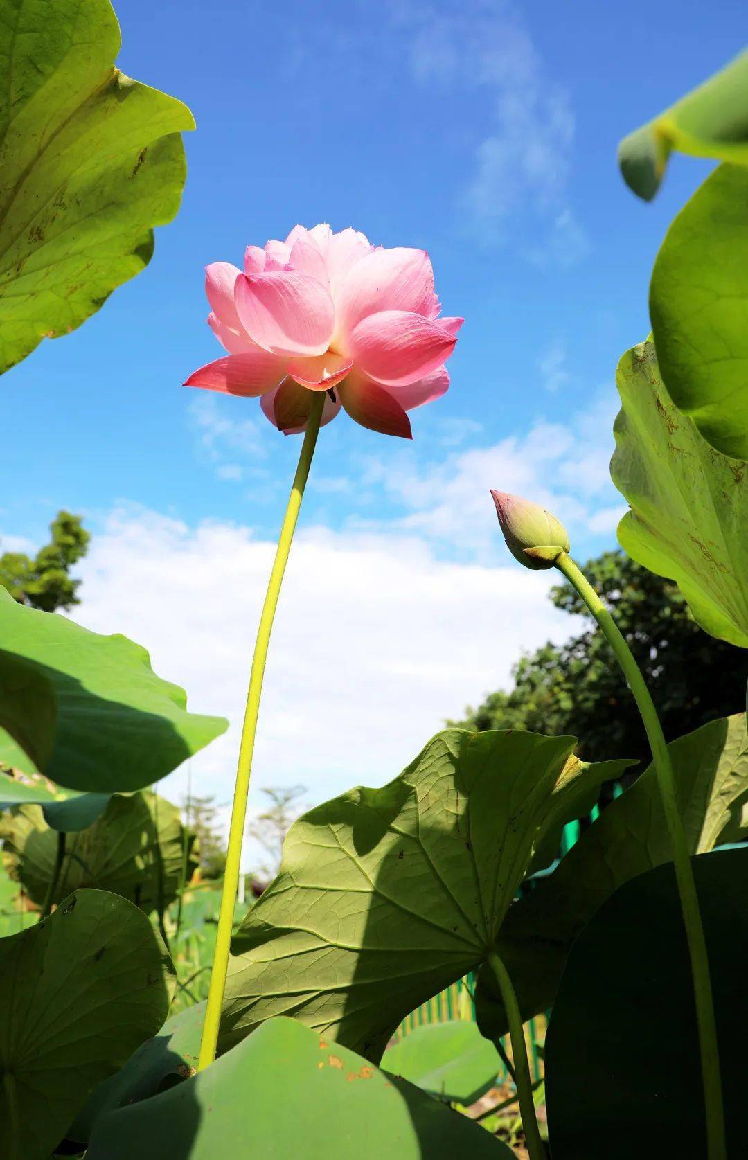 惊艳整个夏天?贵港园博园100多种荷花等你来赏!