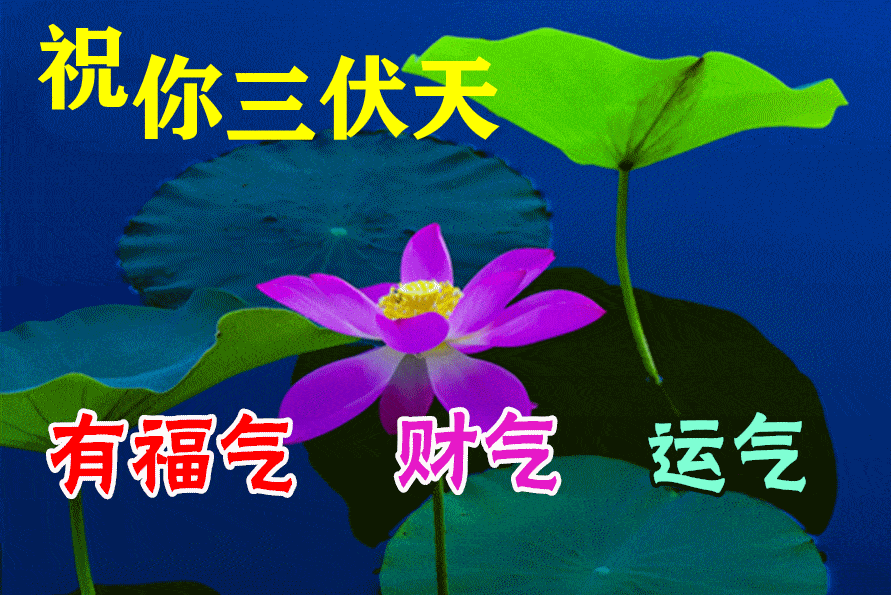 7月11日入伏最漂亮早上好动态表情图片大全,早晨好动图美图大全