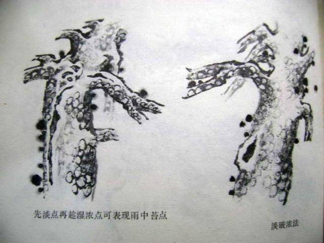 中国工笔花鸟绘画教程,工笔画各种技法画法步骤讲解,工笔白描稿!