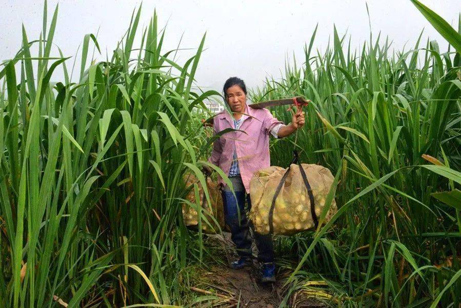 【媒体聚焦】惠水茭白"茭"出丰收卷