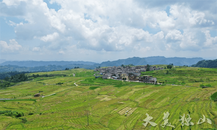 【领跑现代农业新征程】独山紫林山村:水苔采收忙