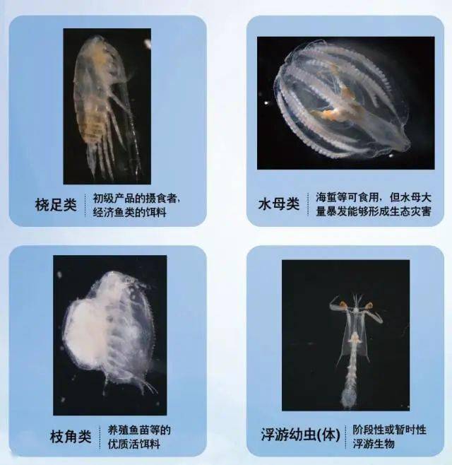 浮游动物摄食浮游植物,同时又是许多经济鱼类及仔,稚鱼的主要摄食对象