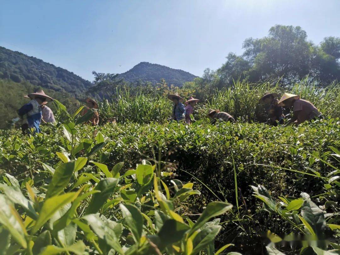 福建乌龙茶的名称由来
