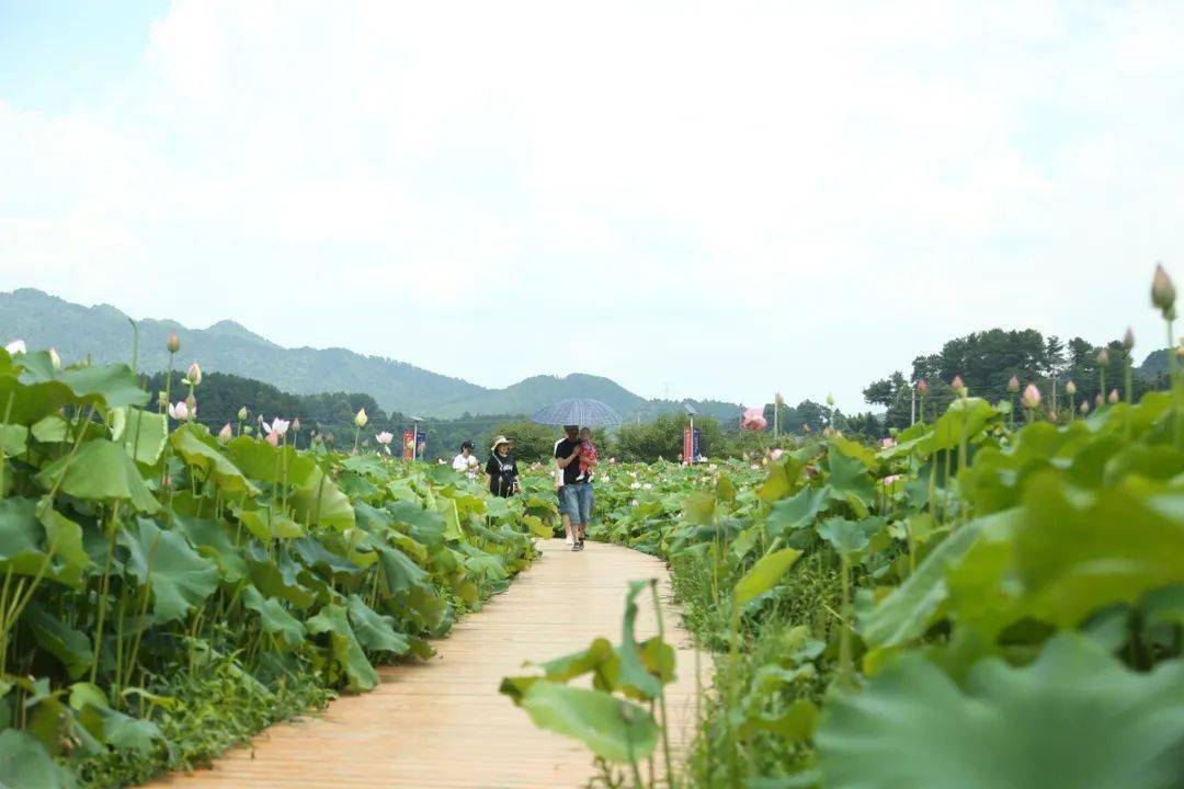 惊艳城区这里上百亩荷花竞相开放