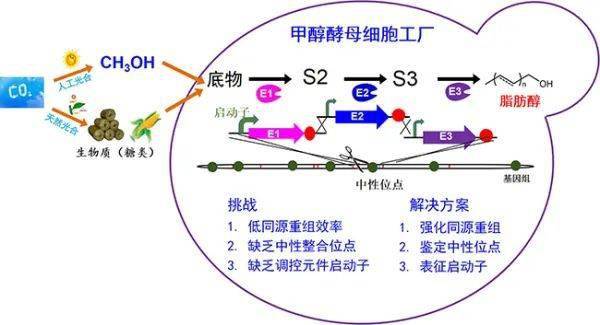 科研人员实现甲醇酵母高效代谢改造