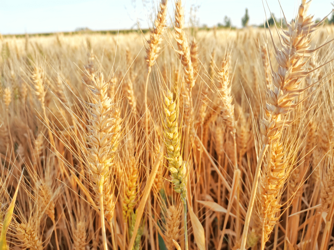 走,到村里 看那满是金黄色的小麦 一阵微风吹过 麦田一寸一寸地成长着