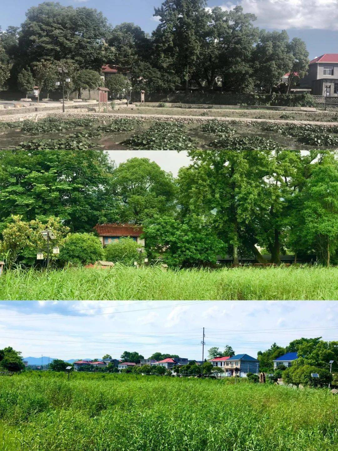 东阳村生态环境修复前后对比