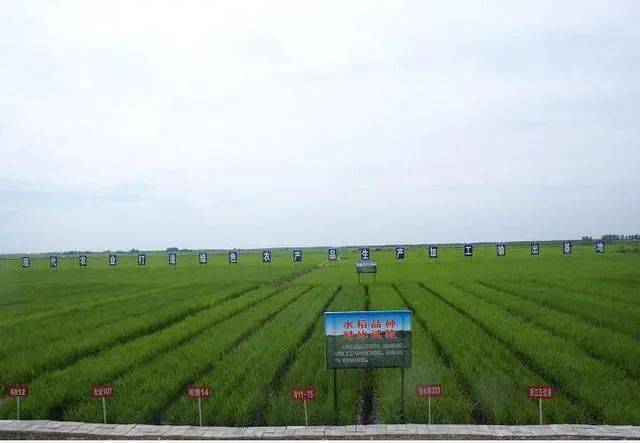 内蒙古粮食生产实现"十七连丰" 内蒙古农业依靠科技发展趟出了 现代化