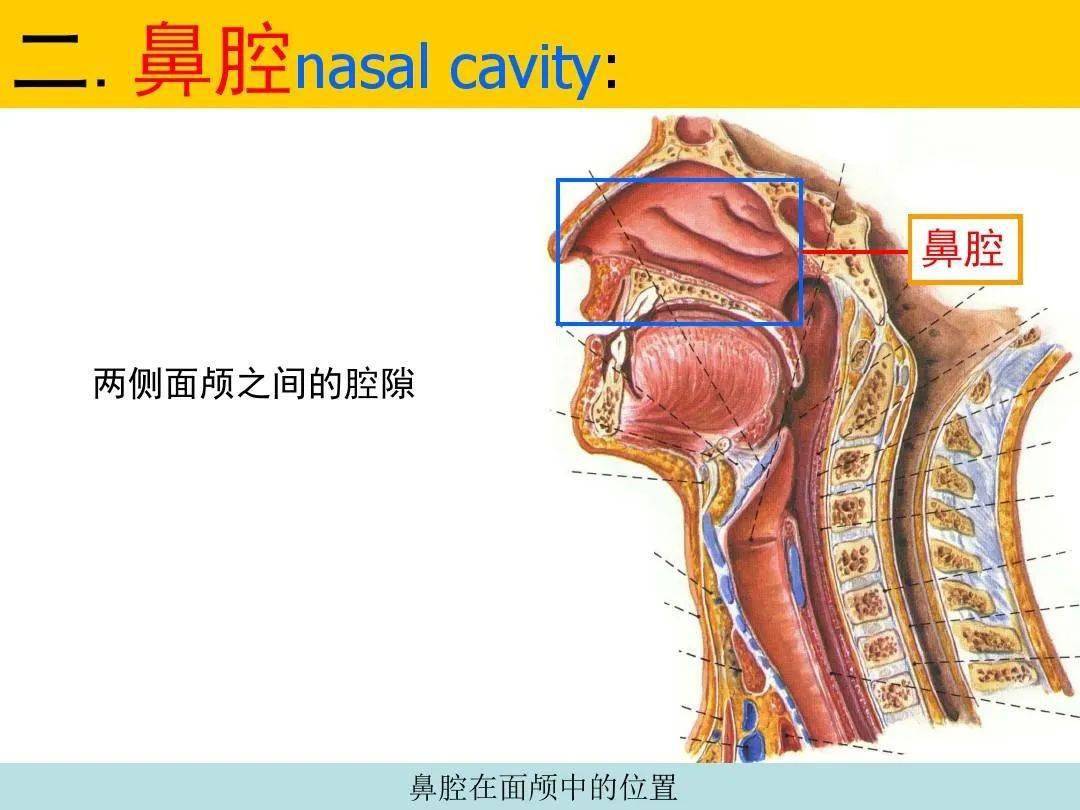 鼻及副鼻窦影像解剖