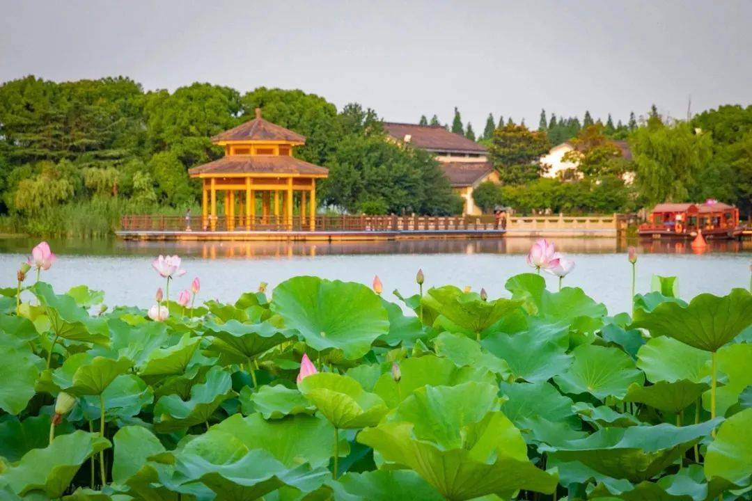 最凉爽的岛尚湖夜公园飞熊书院summer来一场"仲夏夜之梦"在"萤火虫"的