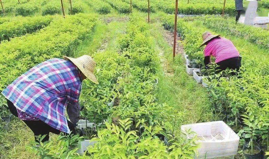 生长快,结香多的奇楠沉香嫁接技术是观珠首创发明,普通沉香需要十多年