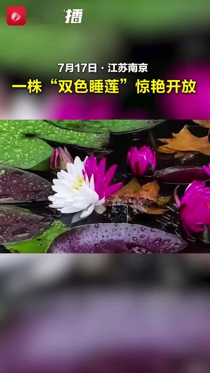 惊艳!南京罕见双色睡莲绽放