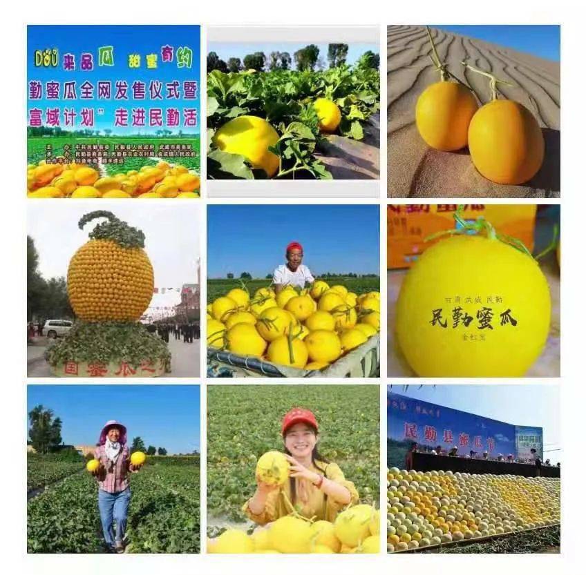 中国甘肃民勤,蜜瓜之乡,甜蜜之约,邀您一起尽享大漠绿洲别样的七彩