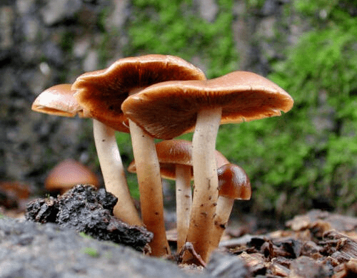 预防野生蘑菇中毒食品安全警示