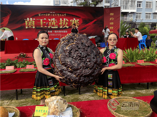 盘点云南历届菌王谁才是你心目中的巨无霸